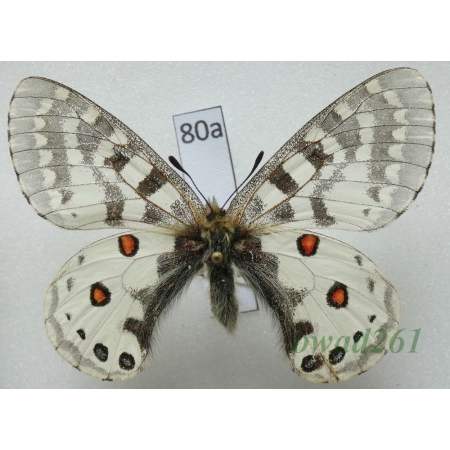 Parnassius orleans subsp. janseni Bang-Haas, 1938 China80a